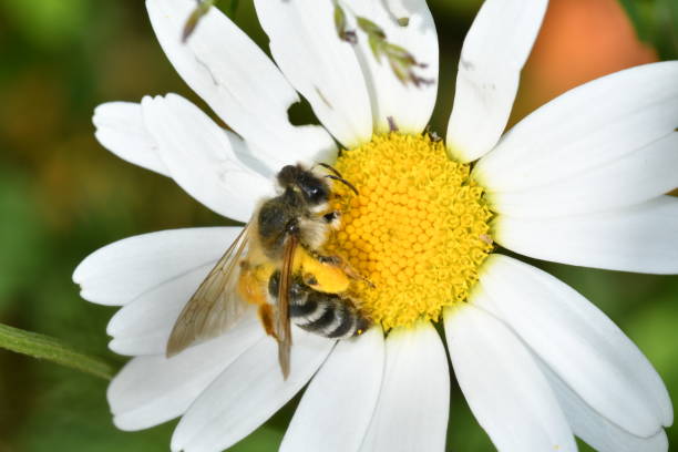 istock The bee polinates on the flower 689752256