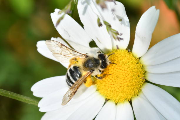 istock The bee polinates on the flower 689752334