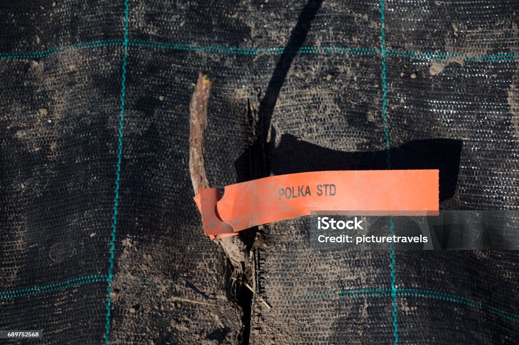 Raspberry planting in new organic raspberry farm. Raspberry planting in new organic raspberry farm in Estonia. Gardening in spring time. Bush Stock Photo