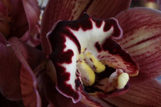 istock Cymbidium boat orchid 689755274