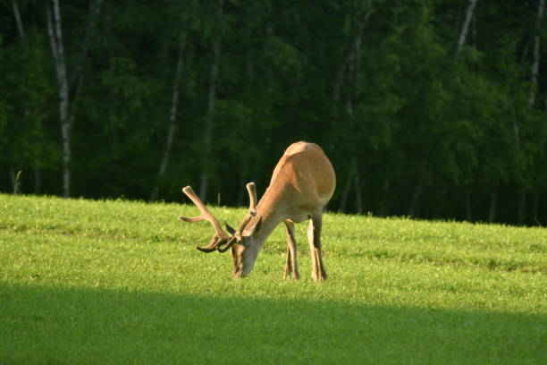 istock grass grazing and lie down deer on the meadow 689755442