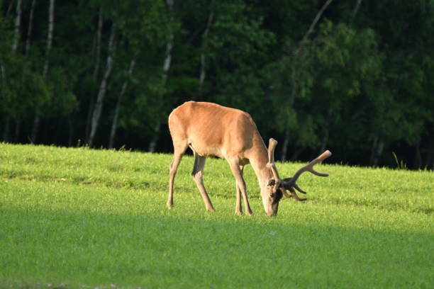 istock grass grazing and lie down deer on the meadow 689755540