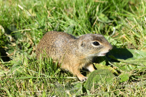 istock Squirrel suslik lurking in the grass 689755948