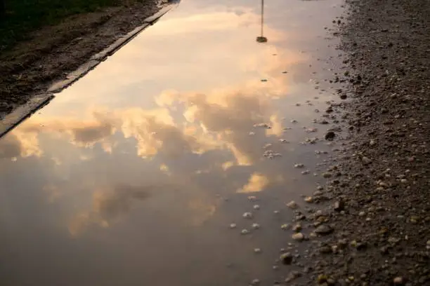 Reflection of tree in puddle. Slovakia