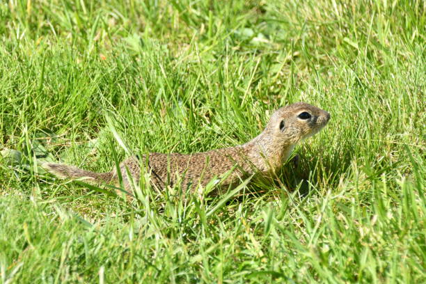 istock Squirrel suslik lurking in the grass 689756314