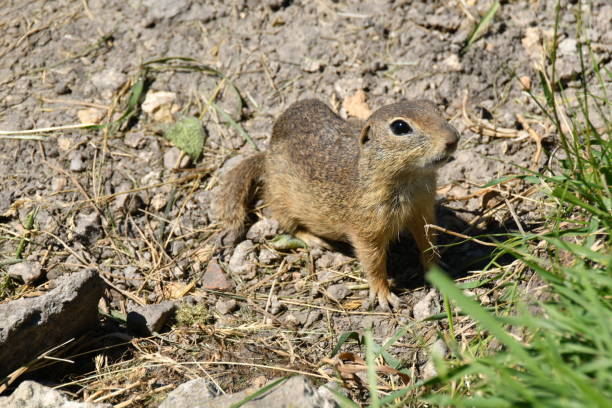 istock Squirrel suslik lurking in the grass 689756370
