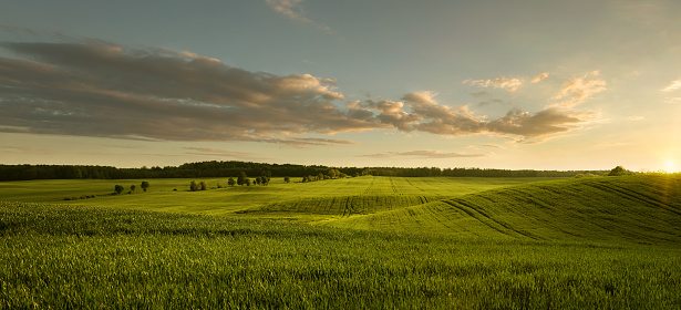 Panoramic view of empty masurian grass field at the sunset with copy space