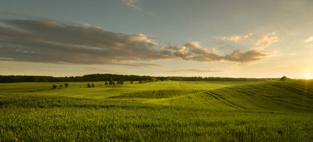 Empty field at the sunset Panoramic view of empty masurian grass field at the sunset with copy space agricultural field stock pictures, royalty-free photos & images