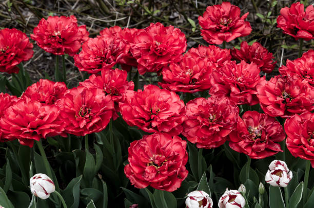 開花植物、木および低木 - ottawa tulip festival ストックフォトと画像