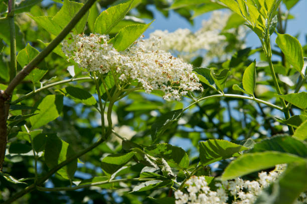 istock Closeup of Elder flower 689771516