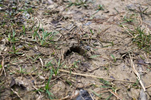 istock Deer footprint in the mud. 689774386