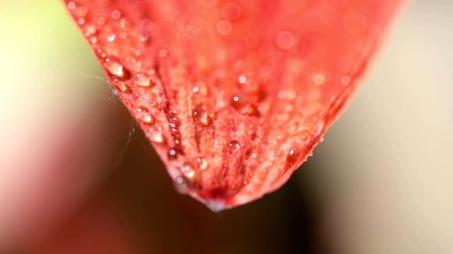 Red flower petals and water drops