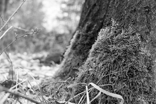 Moss on a tree trunk in the woods. Slovakia