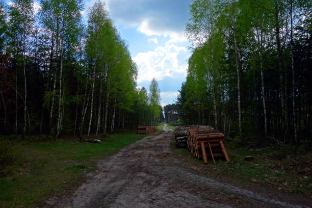 Way through forest Wood logs on side of way in forest sawmill gravy stock pictures, royalty-free photos & images