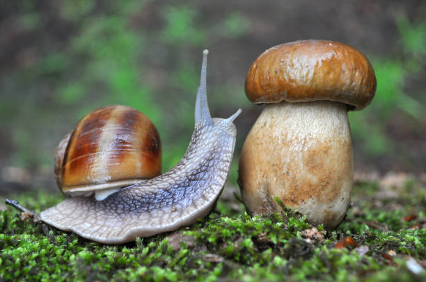 istock Big snail and cap mushroom in forest. 689775004