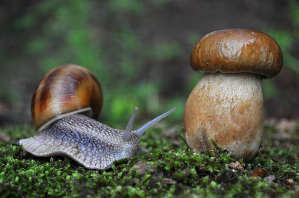 istock Big snail and cap mushroom in forest. 689775112