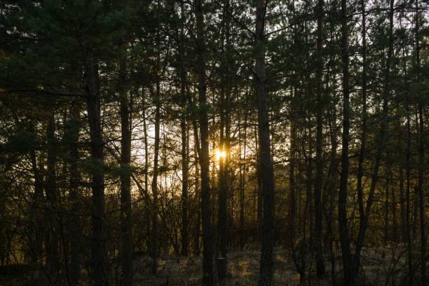 istock Tree in the colorful sunset. Slovakia 689777968