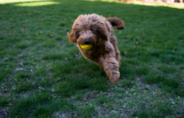 istock Golden Doodle in a Park 689781344