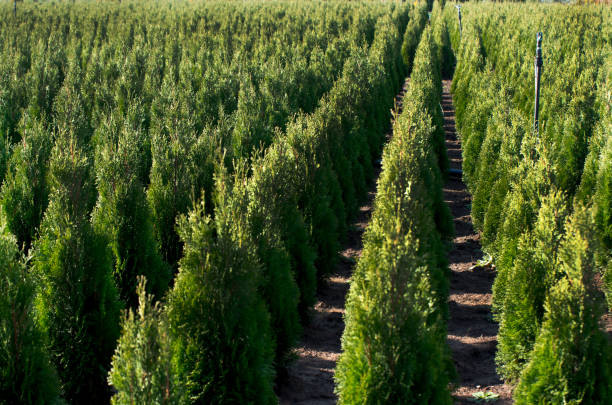 istock Nursery for many green Thuja in nature 689782080