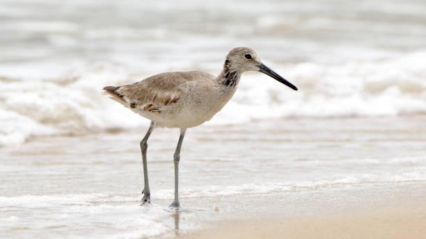 istock Willet walking on sand with surf in the background 689789658