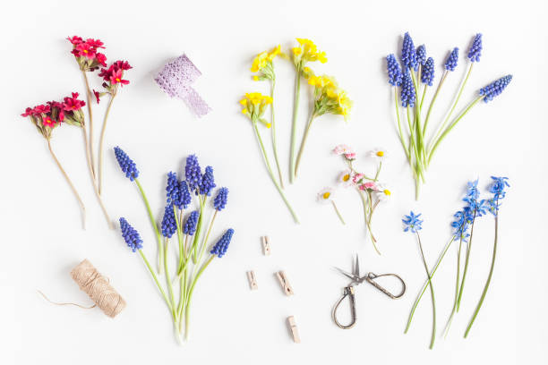 Florist workspace. Flowers and accessories. Flat lay, top view Flowers composition. Florist workspace. Flowers and accessories. Flat lay, top view grape hyacinth stock pictures, royalty-free photos & images