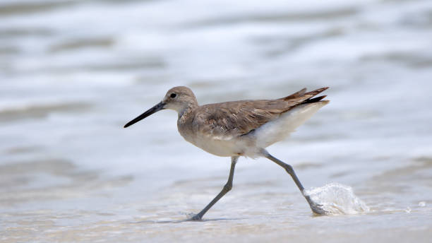 istock Willet walking at the edge of the surf 689791814
