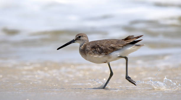 istock Willet walking at the edge of the surf 689791888