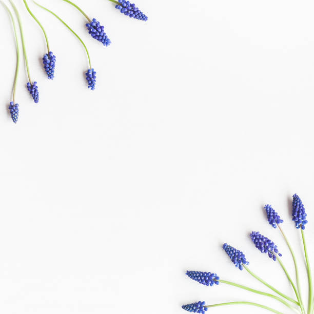 istock Frame made of muscari flowers on white background. Flat lay 689792206