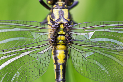 Dragonfly close-up. Symmetrical dragonfly torax with wings