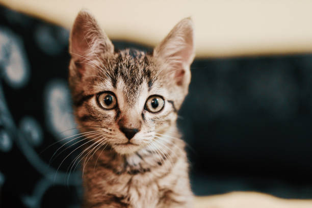 istock Cute little cat with green eyes 689802468