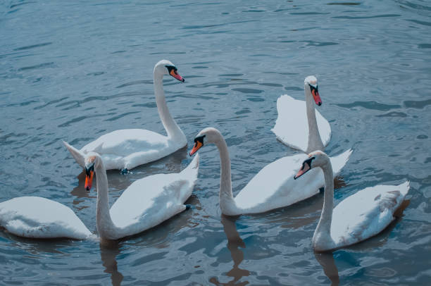 istock white swans in the lake 689802640