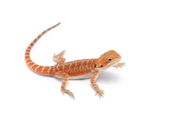 istock red Bearded Dragon isolated on white background 689802688