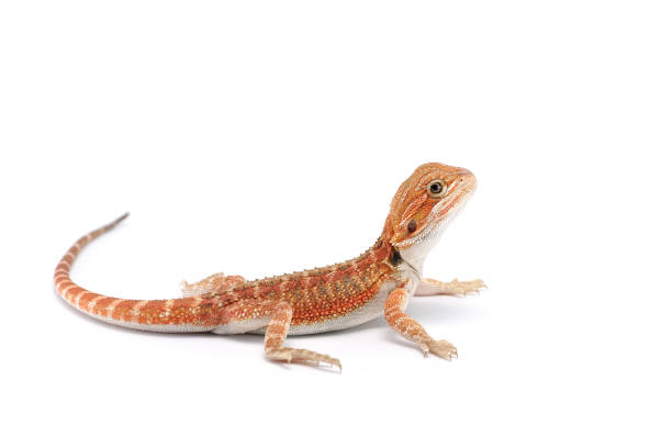 istock red Bearded Dragon isolated on white background 689802698