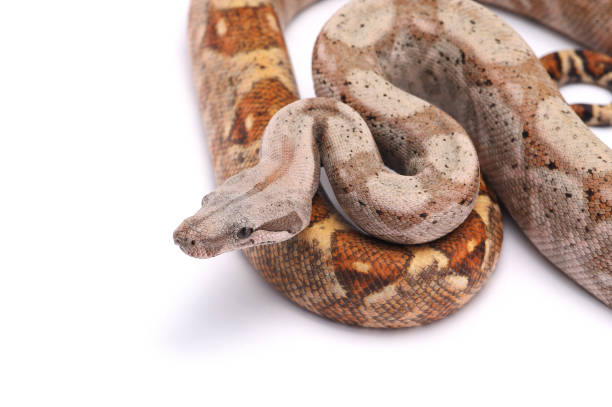 A ball python snake in the hands of its owner