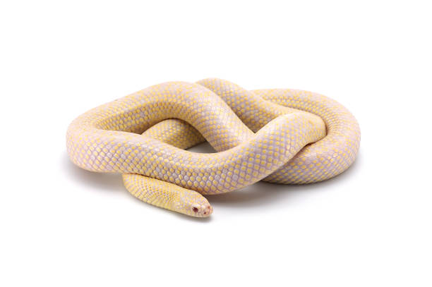istock Common king snake albino isolated on white background 689802726