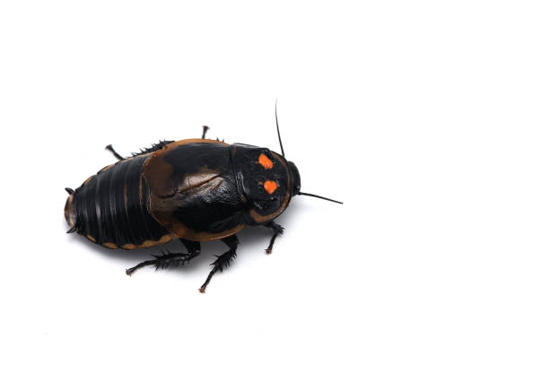 istock giant cockroach isolated on white background 689802732