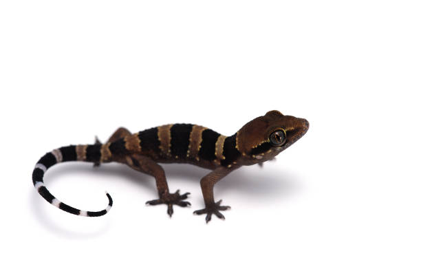 istock little gecko isolated on white background 689802754