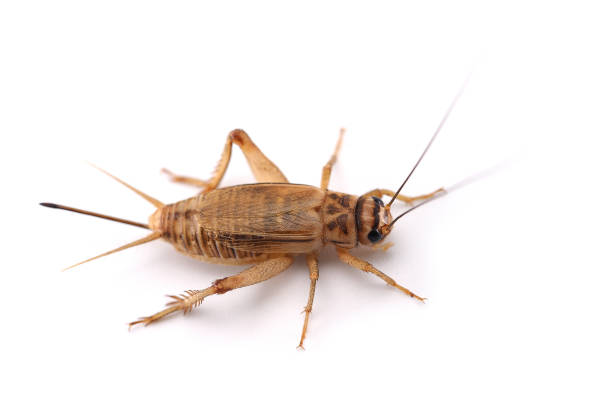 istock field cricket isolated on white background 689802756