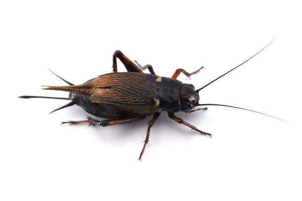 istock field cricket isolated on white background 689802760