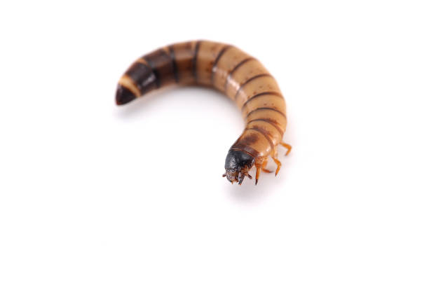 istock the larva of a beetle isolated on white background 689802776