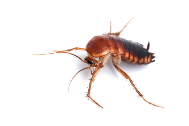 istock giant cockroach isolated on white background 689802782
