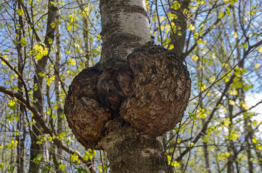 Burr (burl) on the trunk of the birch. Sunny day in early May.