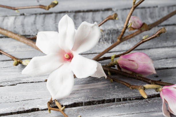 1,900+ Table Magnolias Stock Photos, Pictures & Royalty-Free Images