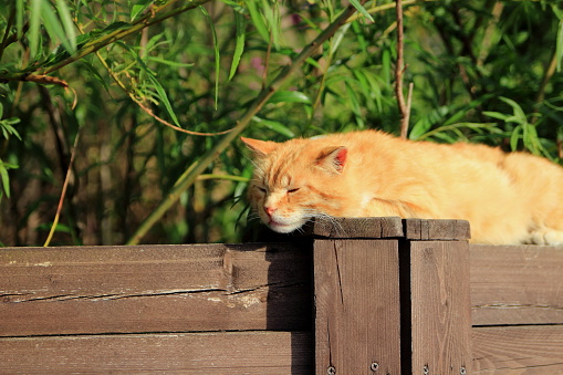 red cat sleeps on a fence on a sunny day