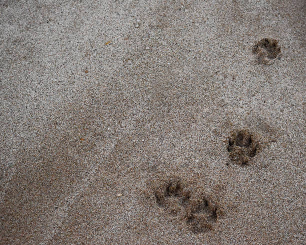 istock Dog footprints in the sand 689817682