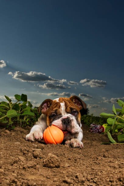 istock English bulldog puppies 689819034