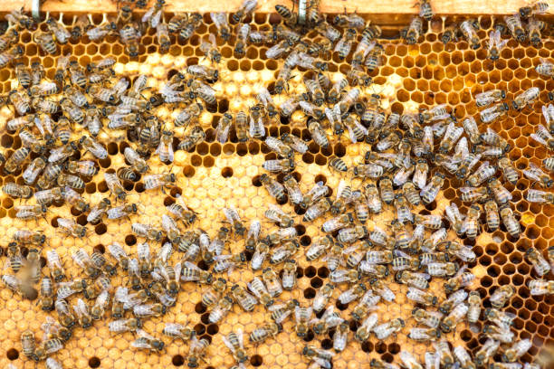 istock Bee collecting honey in honeycomb 689821342
