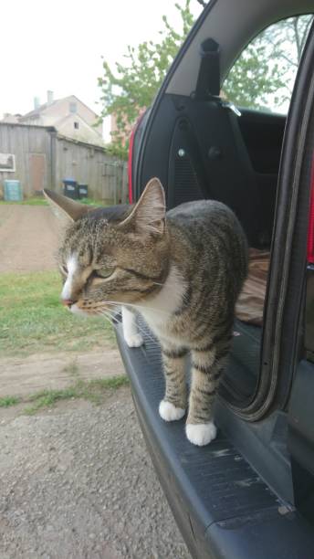 istock The cat in the car 689821472