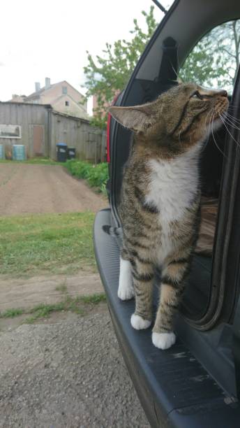istock The tabby cat is interested in car 689821504