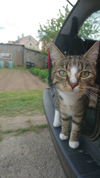 istock The look of tabby cat 689821538
